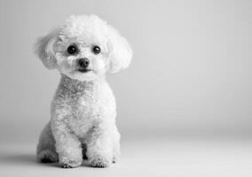 White fluffy dog sitting against a plain backdrop photo