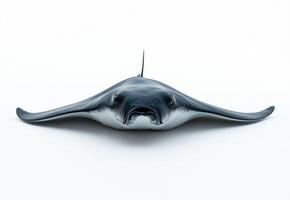 Black and white stingray gliding gracefully underwater photo