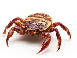 Close-up view of a brown dog tick on a white photo