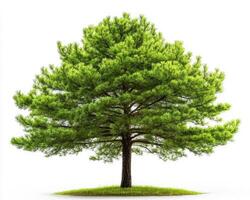 Large green pine tree with lush foliage against a white background photo