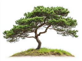 Majestic pine tree stands alone on grassy hilltop photo