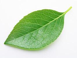 Fresh green leaf with intricate vein patterns on a light background photo