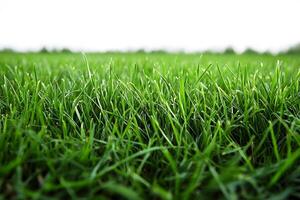 Lush Green Grass Field Under Clear Sky for Nature and Landscape Design photo