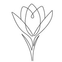 Spring crocus flower in continuous line art drawing style. Minimalist black linear sketch on white background. vector