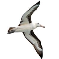 Majestic albatross soaring above the clouds in the sky its wings perfectly positioned for gliding through the open air png