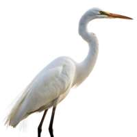 Elegant white egret bird standing in profile with a long slender neck against a clean Transparent background for wildlife and nature imagery png