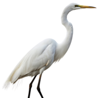 Majestic egret in feathers with long legs and a sharp beak captured in profile with minimalistic background for wildlife photography png
