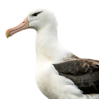 albatross bird with sharp features and a strong beak standing majestically in light grayish environment png