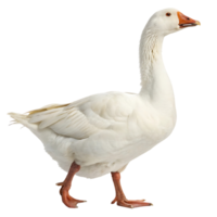 White goose with orange beak and feet walking on a Transparent background, showcasing its smooth feathers and strong posture png