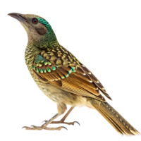 A bowerbird perched with its vivid green head and yellow feathers, standing out against a Transparent background in a sharp, detailed shot png