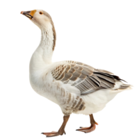 Elegant goose standing with a proud expression featuring light gray feathers and a smooth backdrop for a clean minimalistic look png