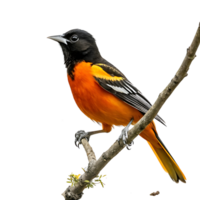 A vibrant Baltimore oriole perched on a branch with striking orange and black feathers, captured in a close up view against a soft Transparent background png