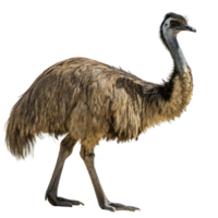 Emu bird captured walking gracefully, showcasing its strong legs and distinct feather texture, isolated against a clean Transparent background png