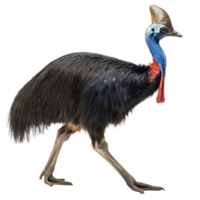 cassowary bird with a distinctive helmet like crown, walking in its natural stride, set against a Transparent background png