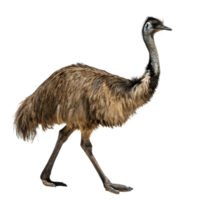 Emu bird walking confidently across a bright, minimalist Transparent background showcasing its tall, slender body and unique feather pattern png