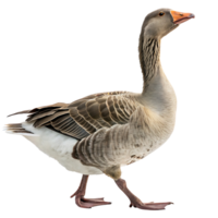 Close up of a goose walking gracefully with a proud posture, showcasing its unique feathers and long neck against a bright Transparent background png