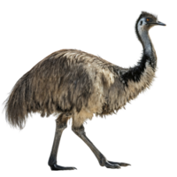Stunning close up shot of an emu walking in a dynamic pose, its dark feathers and long legs beautifully highlighted against a Transparent background png