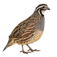 quail bird standing gracefully against a Transparent background, showcasing its intricate feathers and distinctive crown png