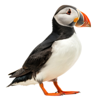puffin bird standing on a rock with its vibrant orange beak and black and white plumage on a Transparent background png