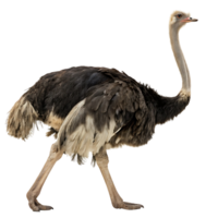 Side view of an ostrich walking in a clean environment displaying its long slender neck and impressive body feathers png