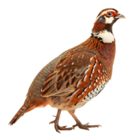 Beautiful quail bird with brown and white feather patterns perched elegantly, captured on a Transparent background png