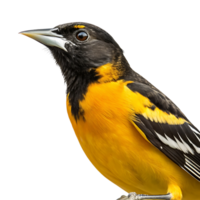 Stunning close up shot of an oriole bird perched, featuring vibrant yellow and black feathers on a clear Transparent background png