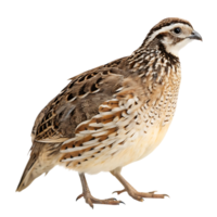 Quail bird standing proudly with its distinctive feather pattern and crest on a Transparent background, capturing its unique features png
