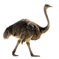 Majestic ostrich standing tall and walking with elegance surrounded by a simple backdrop to emphasize its size and form png