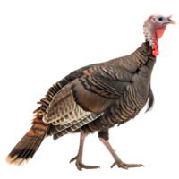 Profile of a turkey bird with a colorful beak and head, walking in a snowy environment, with its stunning feathers and tail on full display against a Transparent background png