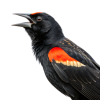 Red winged blackbird in profile, showcasing its black plumage and vibrant wing colors, perched on a branch with a Transparent background png