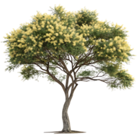 Beautiful acacia tree with a twisted trunk and vibrant yellow flowers isolated on a Transparent Background showcasing its delicate foliage and natural elegance png