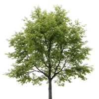 Tall alder tree with dense green foliage and a sturdy trunk isolated on perfect for environmental botanical and landscaping concepts png