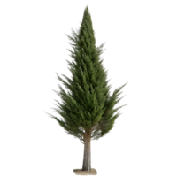 Lone conical cypress tree with sharp green foliage standing tall against a minimalistic Transparent Background evoking a sense of strength and simplicity png