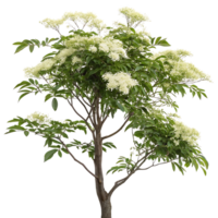Elder tree with delicate flowers and green foliage standing in a clean Transparent Background symbolizing purity and natures beauty png