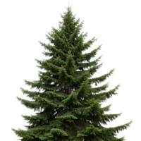 Full grown fir tree with sharp green needles and a sturdy trunk standing proudly against a pure Transparent Background evoking a sense of strength png