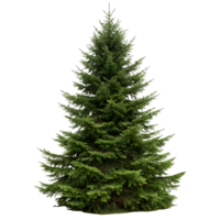 Elegant fir tree with vibrant green needles and symmetrical branches isolated on a minimal Transparent Background showcasing natural beauty png