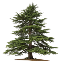 A majestic cedar tree with wide reaching branches against a Transparent Background showcasing its unique shape and vibrant green foliage png