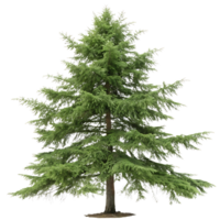 Towering eastern hemlock tree with vibrant green needles isolated on a pure Transparent Background emphasizing the trees natural symmetry png
