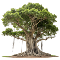 Massive banyan tree with sprawling aerial roots and a dense green canopy isolated on a Transparent Background showcasing its intricate structure png