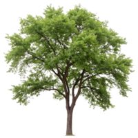 Elm tree with lush green leaves and symmetrical branches standing strong and serene in front of a pure Transparent Background png