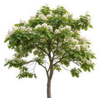 Decorative catalpa tree with lush green foliage and flowers potted in a round planter and photographed on a Transparent Background png