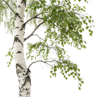 birch trees trunk and small green leaves isolated on a clean background emphasizing its intricate details and delicate foliage png