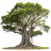Majestic banyan tree with an extensive root system and rich green foliage isolated on a clean background perfect for nature and environmental concepts png