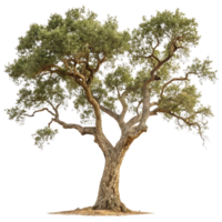A stately cork oak tree with a strong gnarled trunk and abundant green foliage standing alone in the center of a Transparent Background png