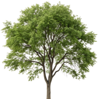 Large elm tree with healthy green foliage and a sturdy trunk standing alone against a Transparent Background evoking serenity and balance png