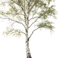 Elegant birch tree with distinctive bark and delicate green leaves isolated on a Transparent Background showcasing its graceful form and texture png