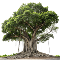 Lush banyan tree with hanging vines and thick branches isolated on perfect for showcasing biodiversity and ecological importance png
