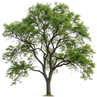 Tall black locust tree with fresh green leaves a strong trunk and sprawling branches isolated on a Transparent Background for botanical use png