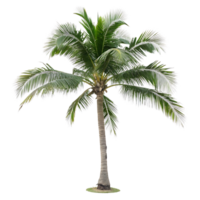A palm tree with vibrant green fronds and a slender trunk standing tall on a Transparent Background perfect for conveying tropical vibes and summer fun png