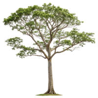 A beautiful kapok tree displaying clusters of fluffy flowers hanging from its branches against a clean Transparent Background symbolizing natures beauty png